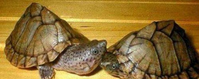 巴西龜龜殼裂開怎麼處理 分別都有什麼辦法