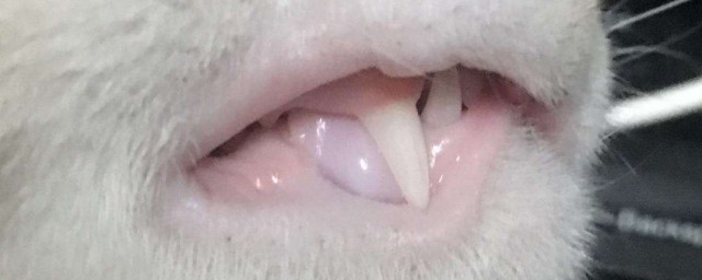 貓咪牙齒外露怎麼處理 貓咪牙齒外露處理方法