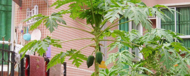 傢庭種植木瓜的方法 方法如下