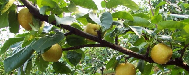 夏季梨子的保存方法 分別可以怎麼保存