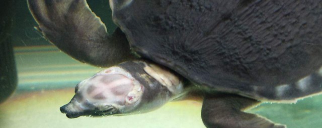 豬鼻龜最好養殖方法 養殖豬鼻龜註意事項