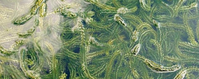 蝦塘水有甲藻怎麼處理 方法如下