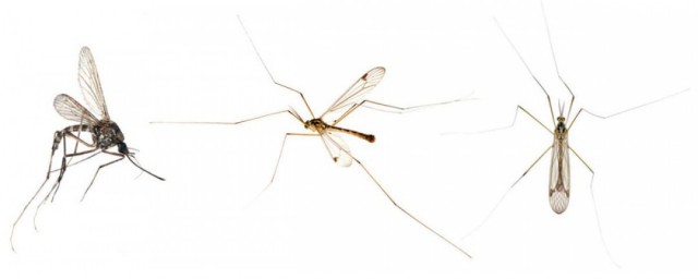 雌蚊子吸血雄蚊子吃什麼 :雌蚊子吸血雄蚊子吃啥