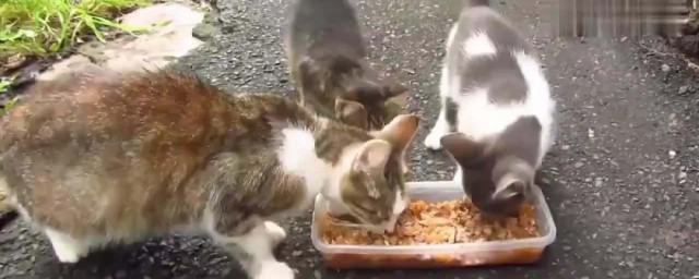 流浪貓吃什麼食物 應該給流浪貓喂什麼呢