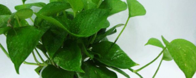 水培綠蘿怎麼養才能更旺盛 水培綠蘿的養殖方法