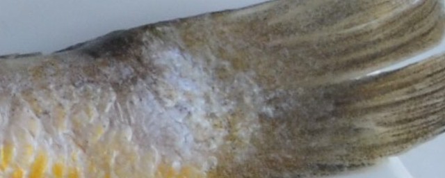 清蒸黃魚的做法和步驟 清蒸黃魚的傢常做法