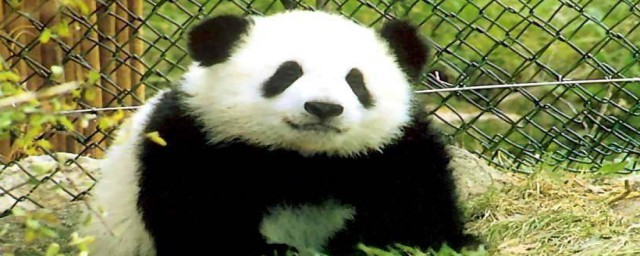 熊貓的外貌描寫 熊貓的外貌描寫簡述