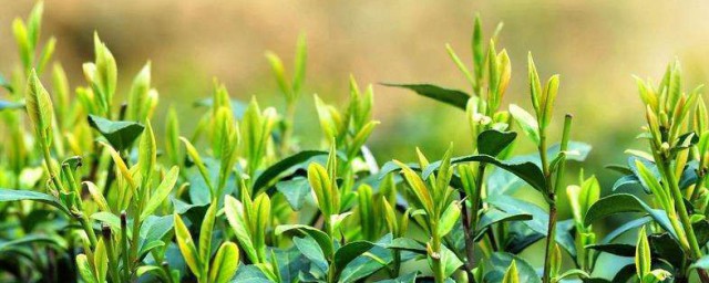 過期茶葉的八大妙用 有關茶葉的用法