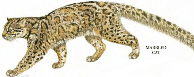 雲貓是什麼動物 雲貓屬於石紋貓