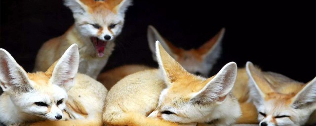 夢見狐貍是什麼意思 夢見狐貍代表什麼意思呢