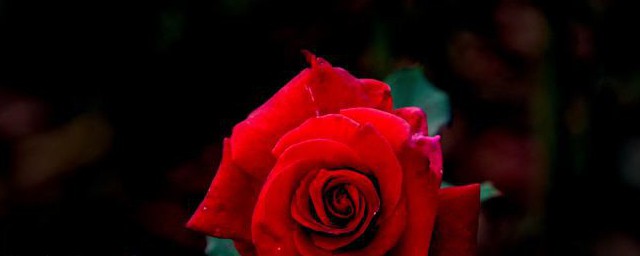 紅玫瑰代表什麼意思 紅玫瑰代表的寓意