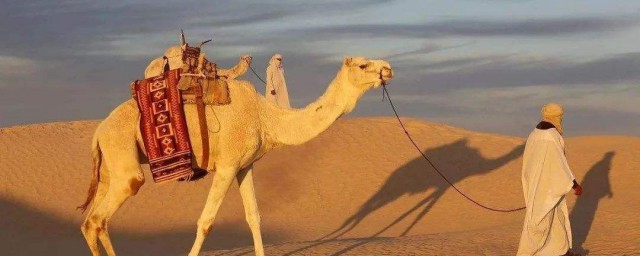 夢見駱駝是什麼意思 簡單介紹一下