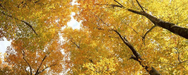 關於秋日的唯美短句 關於秋日的唯美短句有哪些