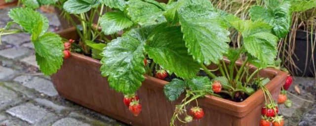 傢庭陽臺草莓種植方法 草莓如何種植