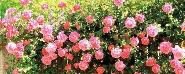 薔薇花的養殖方法 薔薇花怎麼養殖