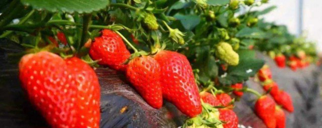 草莓籽怎麼種植方法 草莓籽如何種植