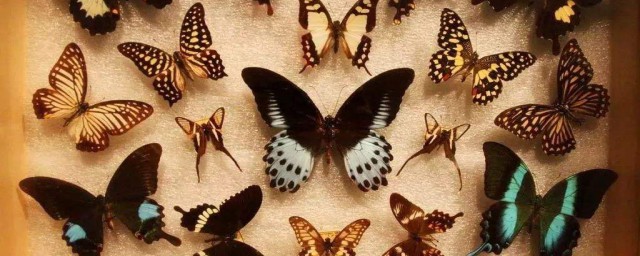 蝴蝶標本的制作方法 如何制作蝴蝶標本