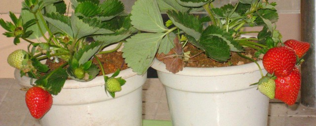 草莓怎麼種植方法 種植草莓的註意事項