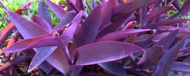紫竹梅的養殖方法和註意事項 一起來瞭解一下怎麼養殖