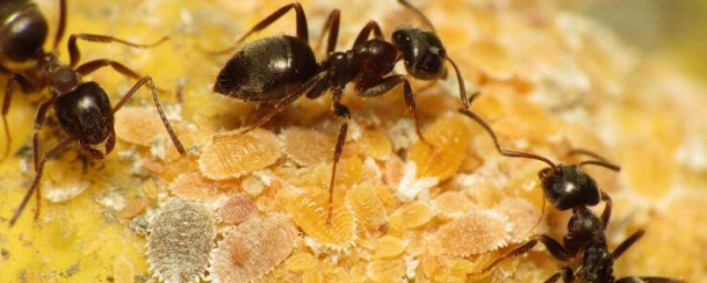滅螞蟻最有效的方法 如何消滅螞蟻