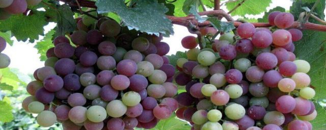 葡萄種植技術與管理 葡萄種植技術與管理簡單介紹