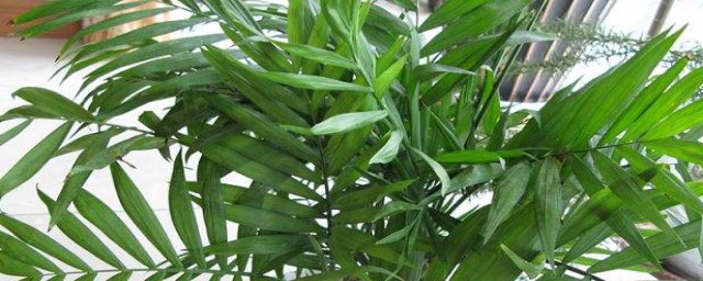 夏威夷竹子的養殖方法和註意事項 夏威夷竹子的養殖方法和註意事項簡述