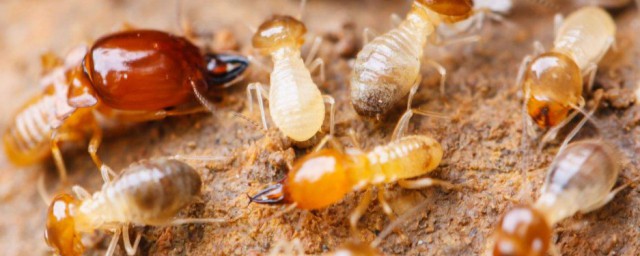 如何消滅床上小黃傢蟻 消滅床上小黃傢蟻的方法