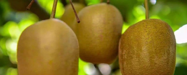 獼猴桃幾月份成熟 獼猴桃什麼時候上市