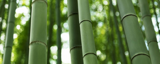 竹子為什麼長得快 竹子的快速生長原因分析