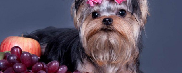 狗為什麼不能吃葡萄 狗狗能不能吃葡萄