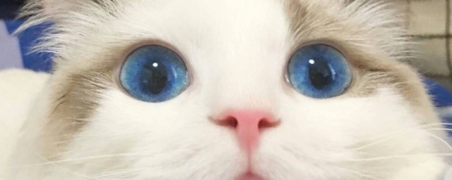 藍眼睛的貓有哪些品種 藍眼睛的貓介紹