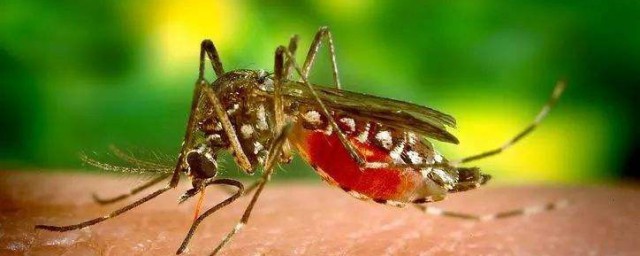 蚊子為什麼吸血 血液是蚊子的食物