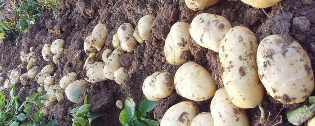 收獲土豆的方法 收獲土豆的方法是什麼