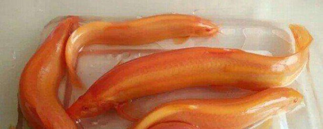 養黃金泥鰍的方法 黃金泥鰍的正確養殖方法