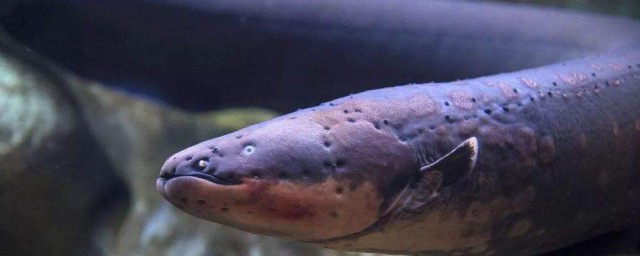 電鰻的繁衍方法 電鰻的繁衍方法是什麼