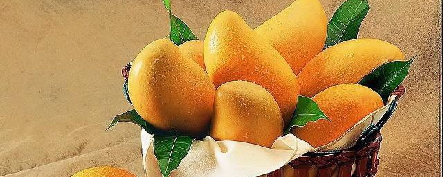 沒熟的芒果怎麼保存方法 保存芒果的方法