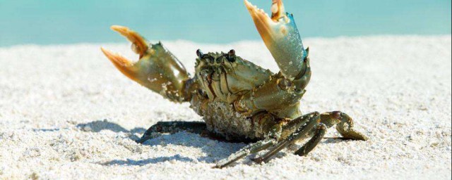 螃蟹的保存方法使它不死 保存螃蟹方法
