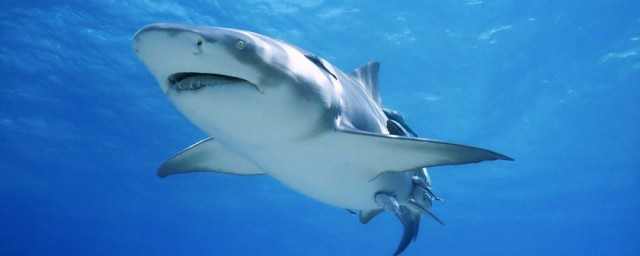 鯊魚用什麼呼吸 鯊魚用鰓呼吸