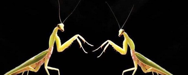 母螳螂為什麼要吃掉公螳螂 母螳螂吃掉公螳螂的原因