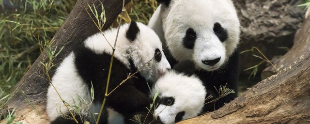 大熊貓的習性和特點 大熊貓介紹