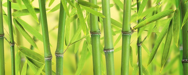 如何養竹子 養殖竹子的方法