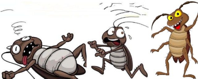 蟑螂最怕什麼 怎麼消滅蟑螂?