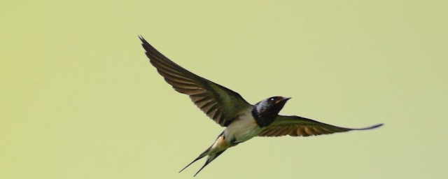世界上飛的最快的鳥是什麼鳥 世界上飛的最快的鳥是褐雨燕