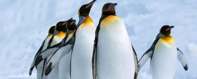 最大的企鵝 它的特點是什麼
