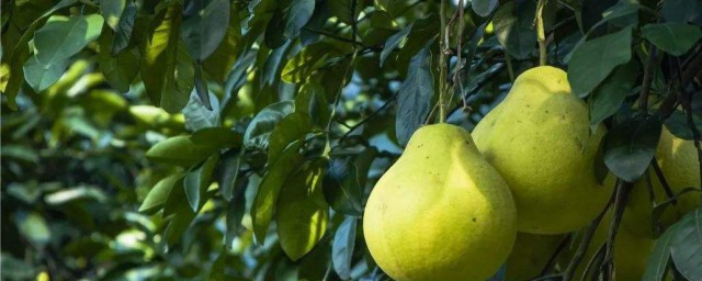 新摘柚子怎麼保存 柚子的保存方法