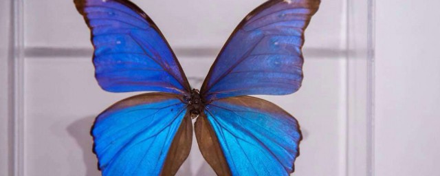 蝴蝶標本制作方法 蝴蝶標本制作方法是什麼