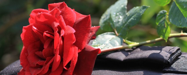 各種玫瑰花的含義 各種顏色的玫瑰花分別代表什麼意思