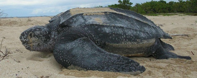 體型最大的海龜是什麼龜 棱皮龜介紹