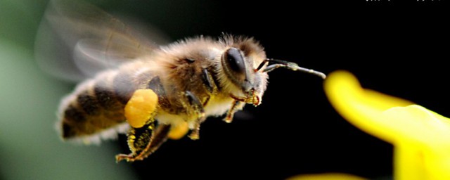 蜂叮著怎麼處理 蜂叮著的處理方法