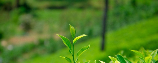 綠茶變味怎麼處理 處理綠茶的方法